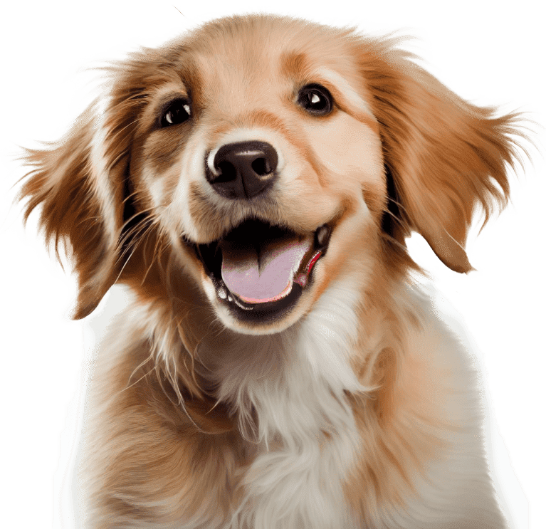 Dog Shop Breckenridge CO